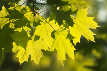 Green leaves in a clear sunlight