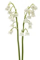 Foto op Plexiglas Lelietje-van-dalen Witte bloem van lelietje-van-dalen, lat. Convallaria majalis, geïsoleerd op wit
