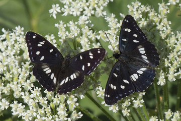 Obraz na płótnie Canvas Nymphalidae / Akdeniz Hanımeli Kelebeği / Southern White Admiral / Limenitis reducta