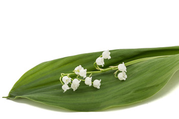 White flower of lily of the valley, lat. Convallaria majalis, isolated on white