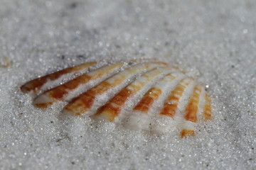Close-up of an Atlantic Giant Cockle shell, Dinocardium robustum, found buried in sand near Naples,...
