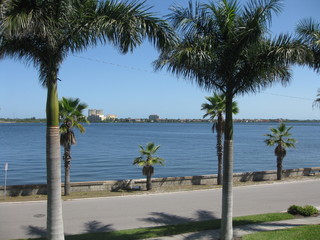 Palmen am Manatee River