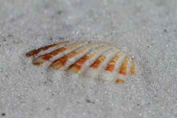 Close-up of an Atlantic Giant Cockle shell, Dinocardium robustum, found buried in sand near Naples, Florida