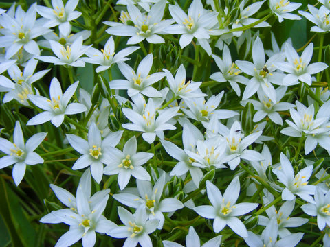 Paradisea white flowers background