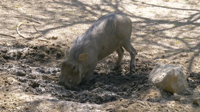 Warthog is digging the earth in the African savannah, spreading the soil in different directions. African Wild Pig - Warthog. Wild African Warthogs rooting for food.