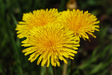 трио одуванчиков