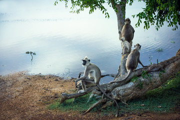 Monkey's family in Yala National Park, Sri Lanka
