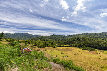Fototapeta na wymiar Mature rice ready to harvest outside of Wologai in East Nusa Tenggara, Indonesia.