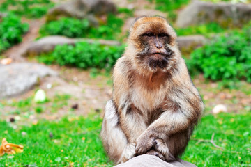 Funny monkey sitting in tropical forest