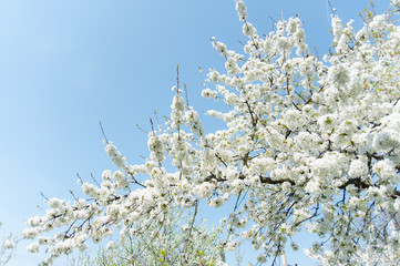 spring tree - 205447101