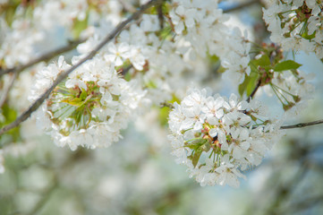 spring flower - 205447131