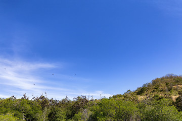 Fototapeta premium Fruit Bats flying above Mangroves in the Seventeen Island National Park in Flores, Indonesia.