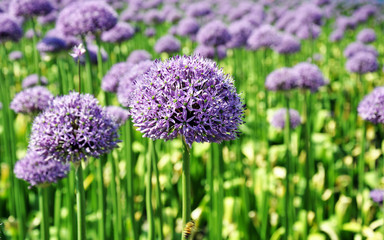 Obraz premium background, flower, green, onion, allium, natural, garden, nature, purple, gardening, plant, leaf, blossom, flora, bloom, decorative, botanical, blooming, beauty, color, summer, beautiful, closeup, fr