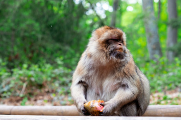 Portrait of funny monkey eating in tropical forest