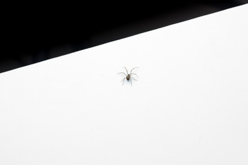 Spinne mit langen Beinen