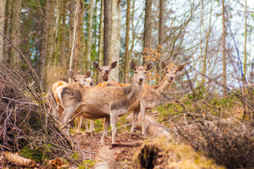 deer animal wildlife - 205447986