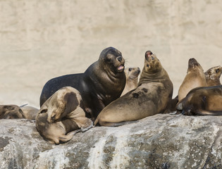 Sea Lion, Patagonia, Argentina