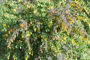 Barberry shrub with bright foliage and yellow flowers in garden