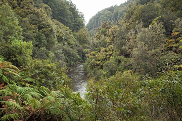Fototapeta na wymiar Forest, New Zealand