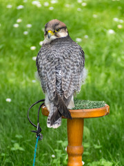 Falcon sitting on the perch