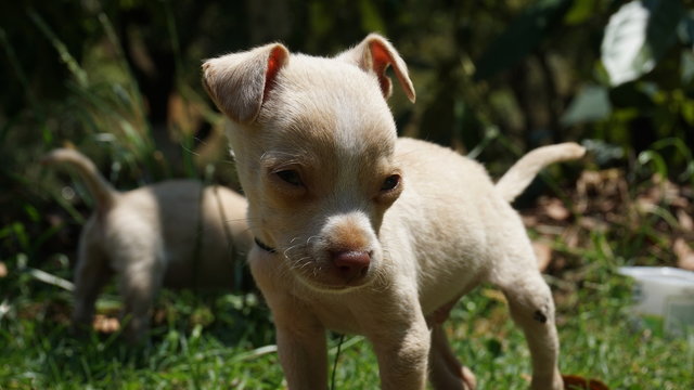 pequeños cachorros de Chihuahua de color blanco  