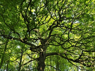 Oak tree with spreading branches in a wood in spring