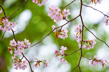 桜