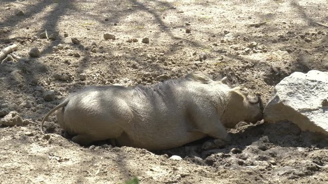 African Wild Pig - Warthog. Warthog is scratching a snout against a stone.