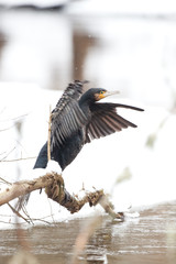 great cormorant, phalacrocorax carbo