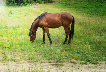  large brown horse grazes on a green meadow