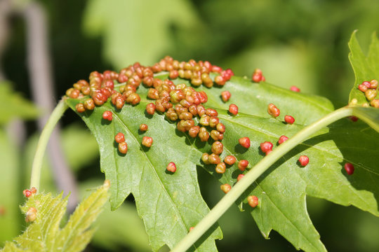 Gall caused by maple bladder-gall mite or Vasates quadripedes on Silver Maple (Acer saccharinum) leaf
