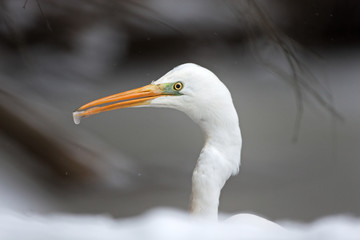 great egret, ardea alba