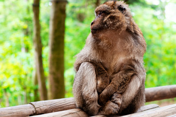 Funny monkey sitting in tropical forest