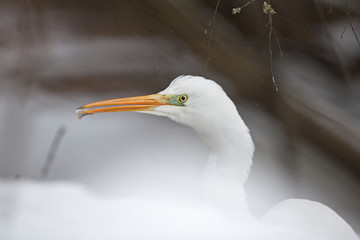 great egret, ardea alba