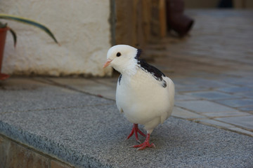 Dove looks at the camera