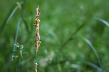Hängende gelbe Raupen 