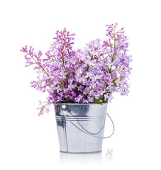 Naklejka na ściany i meble Bouquet of lilacs in a bucket isolated on a white background. Flowering of spring flowers