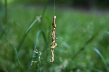 Hängende gelbe Raupen 