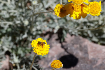 Bee gathering pollen from a bright yellow flower Arizona's Sonoran desert.