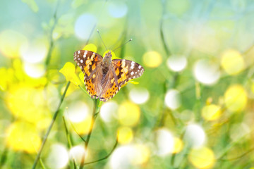 Nice butterfly between yellow flowers