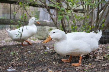 Two  White Ducks