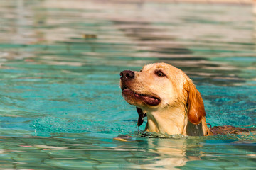 Labrador retriever swimming