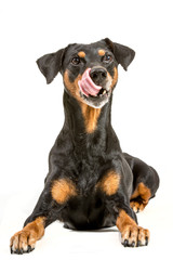 Senior German Pinscher licking his lips