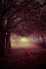 Hombre y mujer corriendo,  haciendo  deporte en un parque urbano, por un sendero lleno de hojas caidas de los arboles que hacen un arco. En la mañana de un día con niebla en otoño. 
