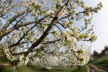 Beautiful Cherry Trees in Blossom