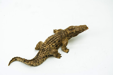 crocodile on white background