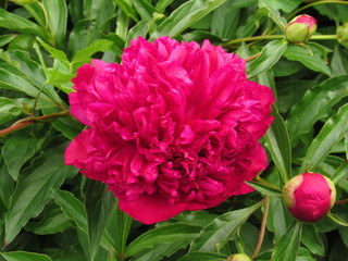 Rote Pfingstrose, gefüllt 