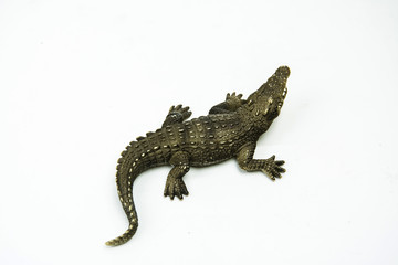 crocodile on white background