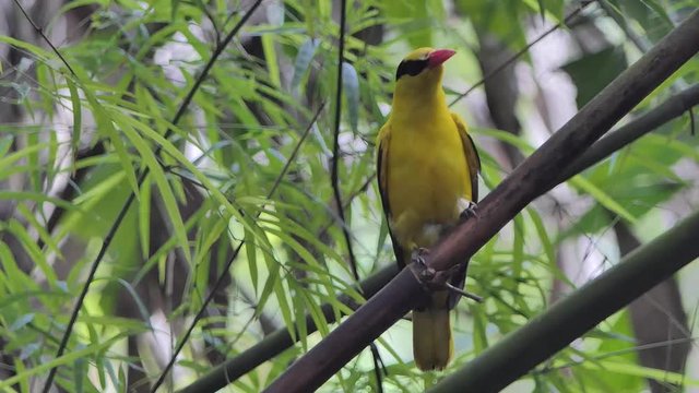 Black-naped Oriole bird (Oriolus chinensis) on branch in tropical rain forest.