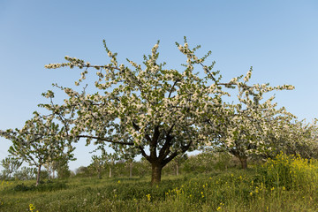 Beautiful Cherry Trees in Blossom